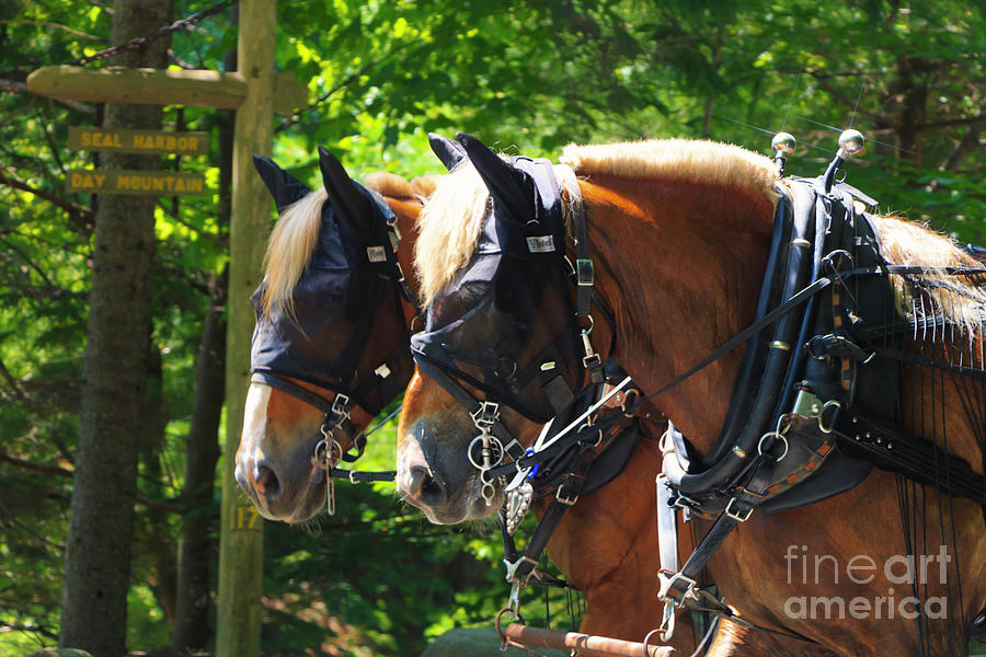 Belgian Horses of Acadia Photograph by Elizabeth Dow