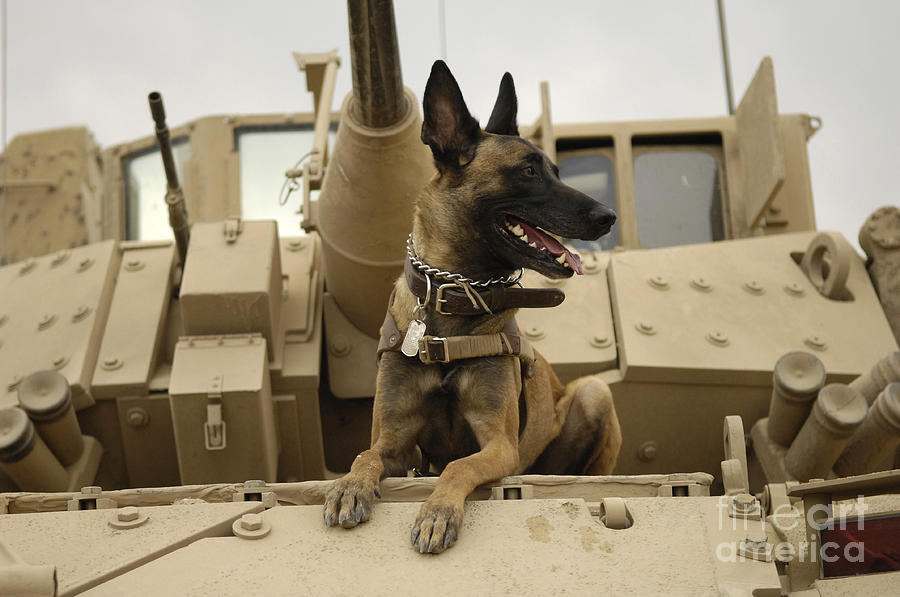 Belgian Shepherd Malinois on top of tank Painting by Celestial Images