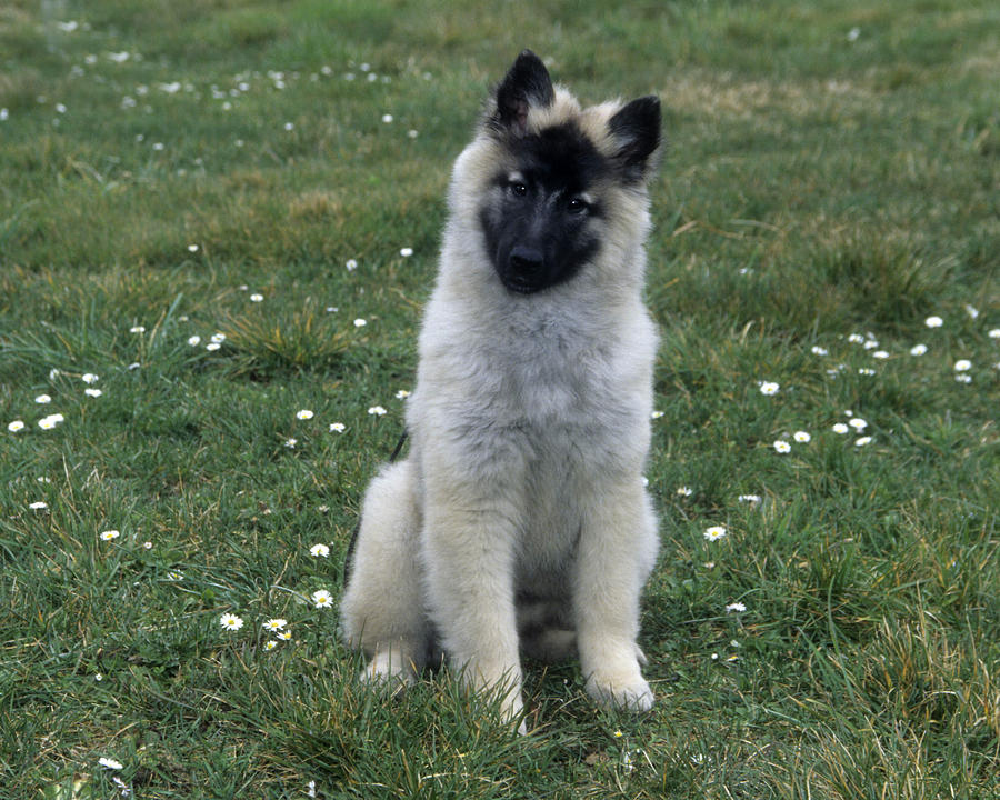 belgian shepherd puppy