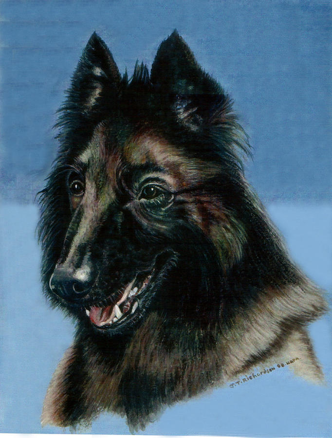 Belgium Shepherd Dog Painting by James Richardson