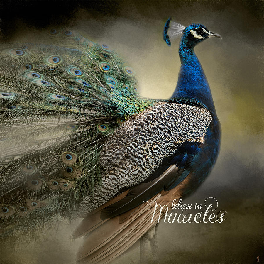 Believe In Miracles - Peacock Art Photograph by Jai Johnson