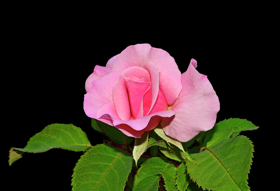 Belindas Dream Rose 015 Photograph by George Bostian