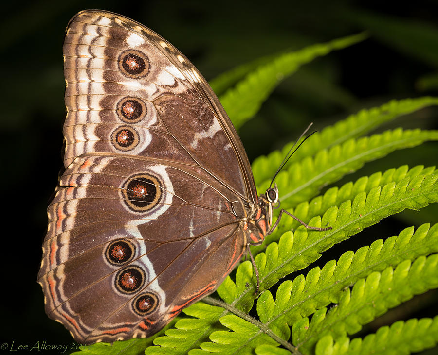 Blue Morpho Photograph by Lee Alloway