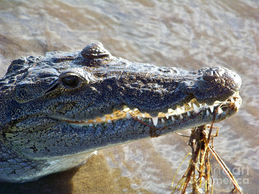 Belize Crocodile Photograph by Carol  Bradley