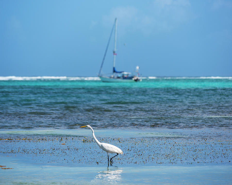 Belize Heron Enjoying the Blue Water Ambrgris Caye San Pedro Photograph by Toby McGuire