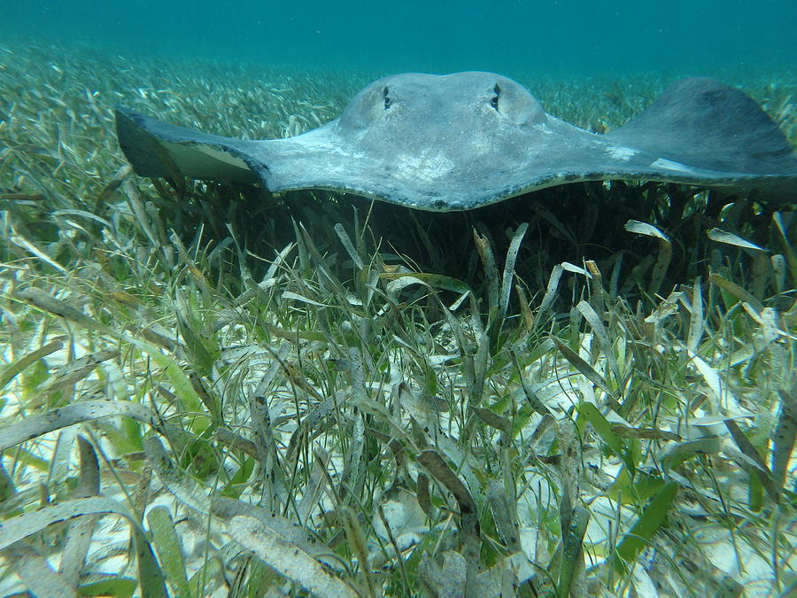 Belize Sting Ray Photograph by Dan Podsobinski