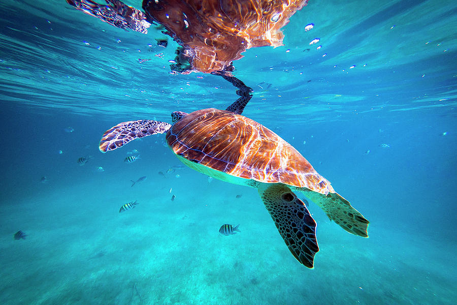 Belize Underwater Photograph by Evgeny Vasenev
