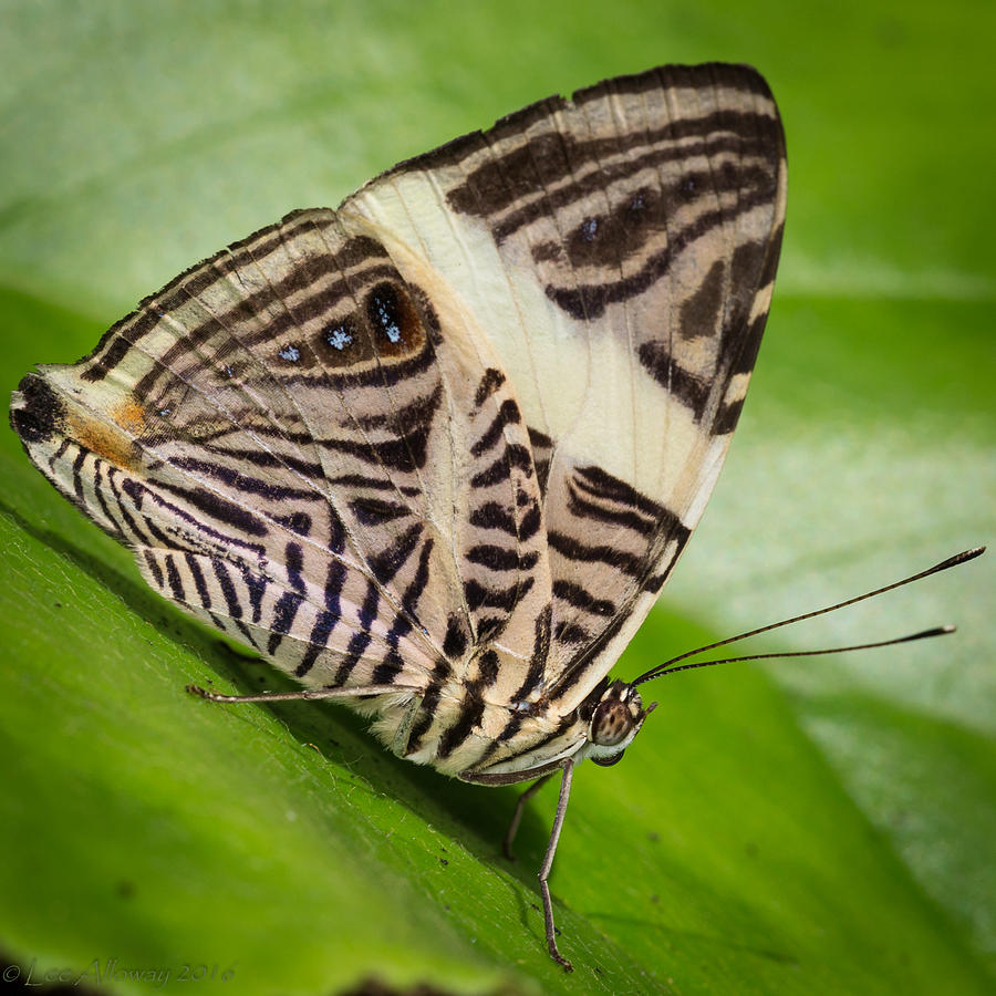 Belize Zebra Photograph by Lee Alloway