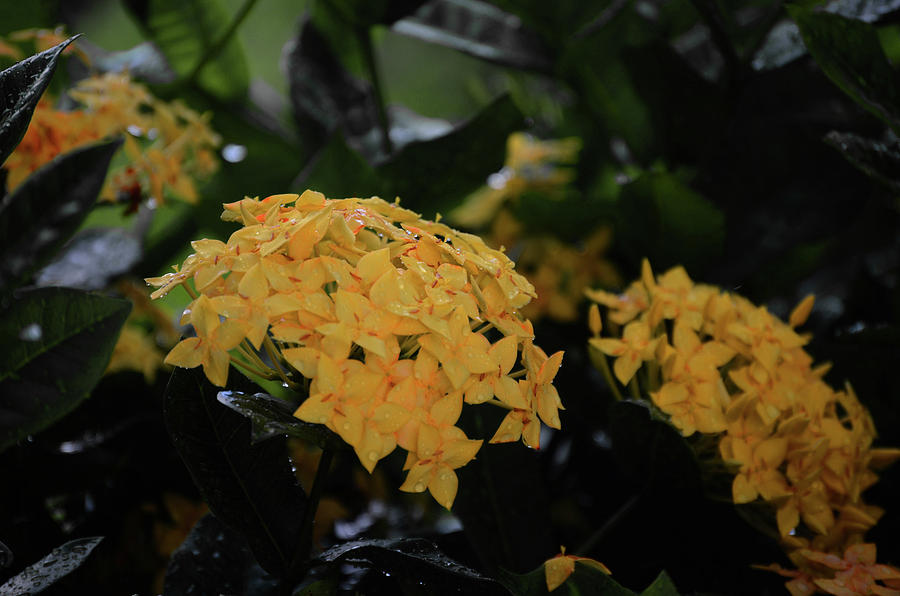 Belizean Flower After a Bath Photograph by Satchel Park - Fine Art America