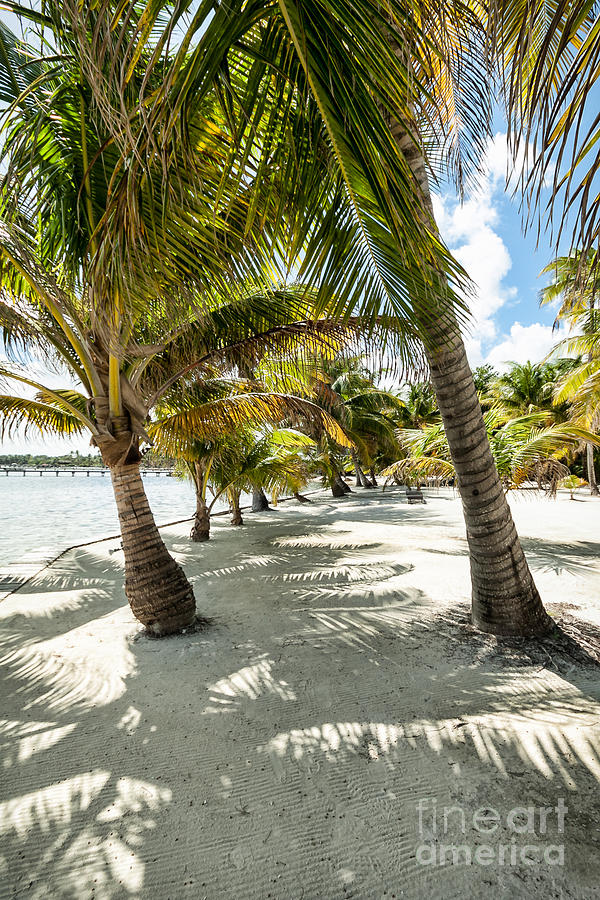 Belizean Palms Photograph by Lawrence Burry