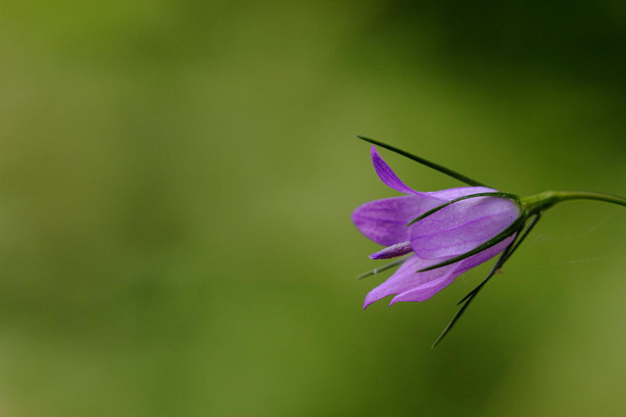 Bell Flower Photograph