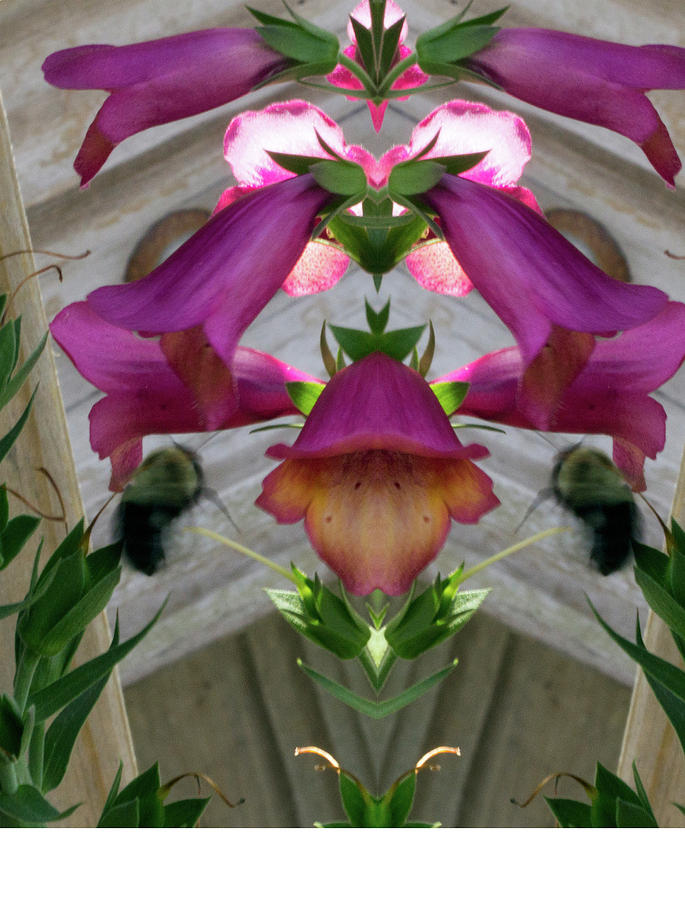 Bell Flowers Pareidolia Photograph by Constantine Gregory