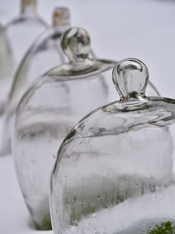 Bell Jars in a Row Photograph by Rachel Morrison