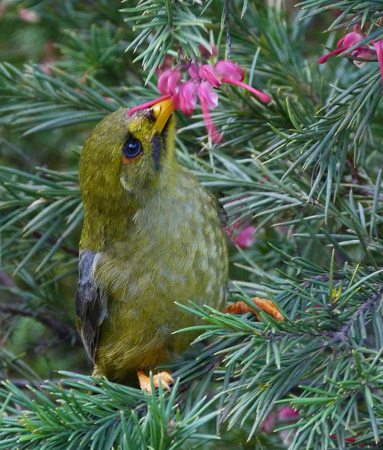 Bell Miner Enjoying a Pollen Snack Photograph by Margaret Saheed