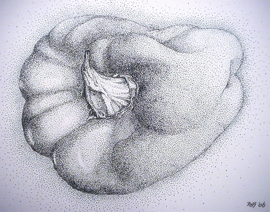 Bell Pepper Drawing by Ross Powell