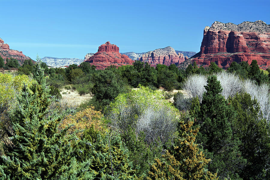 Tree Photograph - Bell Rock View 7650-101717 by Tam Ryan