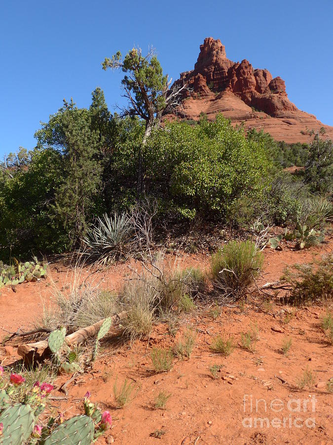 Bell Rock with  Pink Blooming Cactus Photograph by Mars Besso