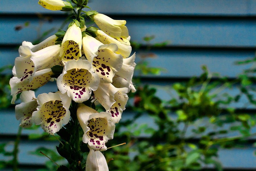 Foxglove Against House Photograph by Mike Smale