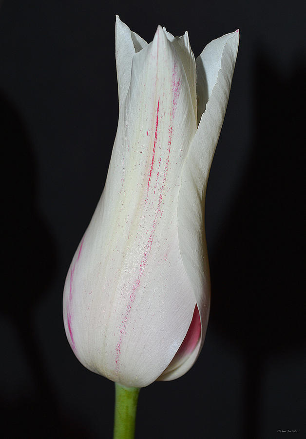 Bell Tulip Photograph by Felicia Tica