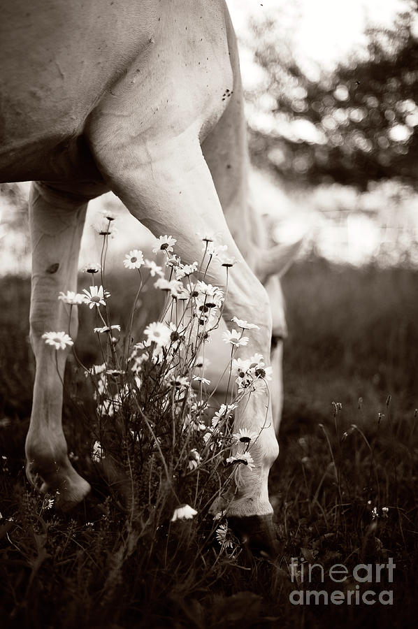 Bella and Daisies Photograph by Carien Schippers