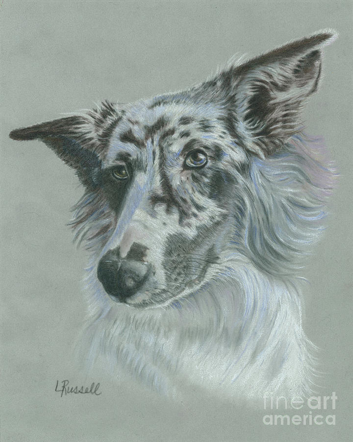 Dog Drawing - Bella by Laura Russell Dog Drawing - Bella by Laura Russell