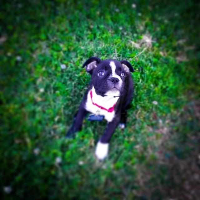 Bella The Boston Terrier!  Shes Such Photograph by Bruno Andrews