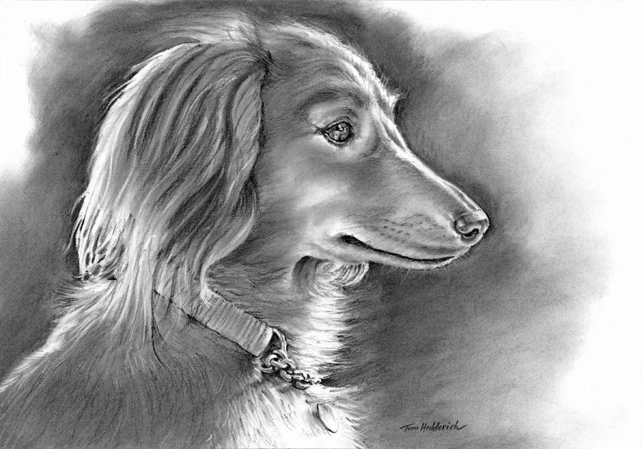 Dog Drawing - Bella by Tom Hedderich