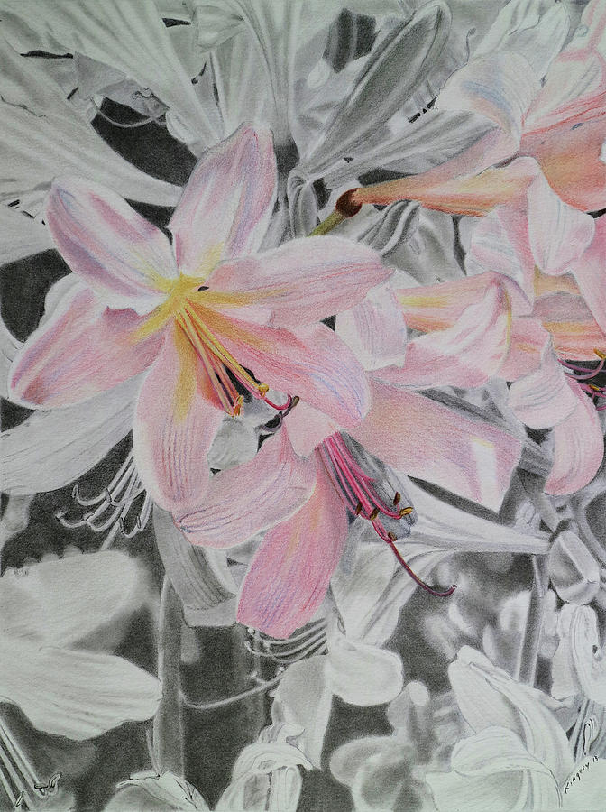 Flower Drawing - Belladonna Lilies by Scott Kingery