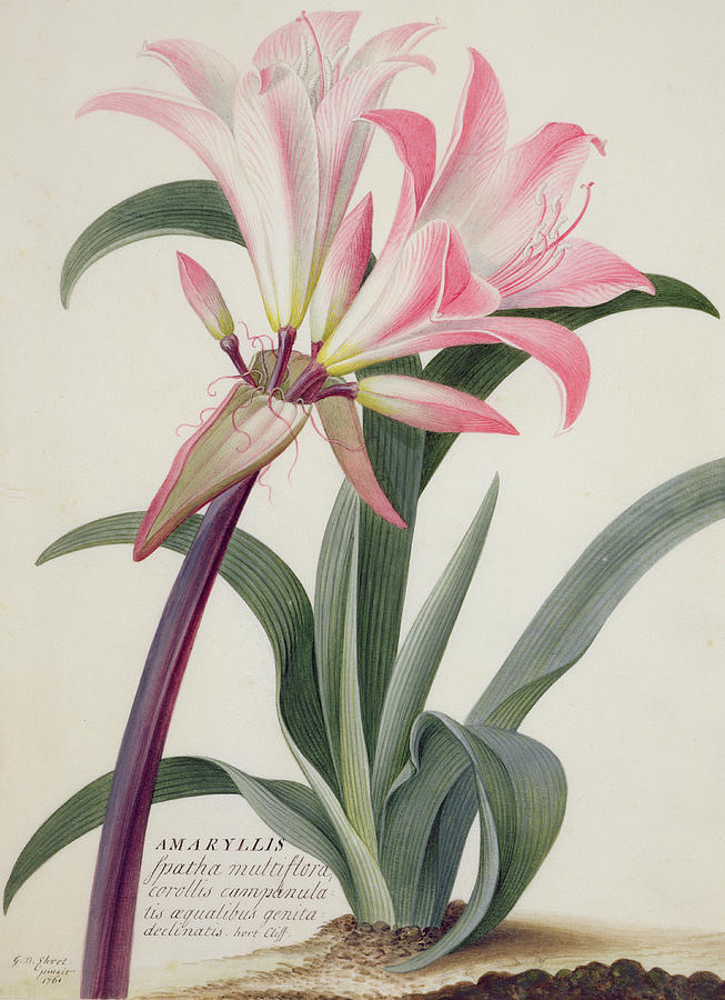 Lily Painting - Belladonna Lily by Georg Dionysius Ehret
