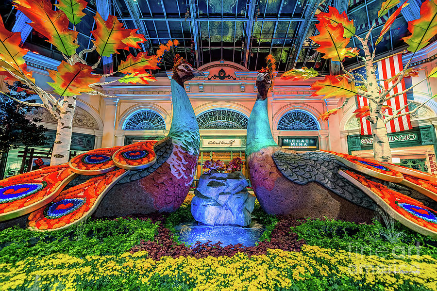 Las Vegas Photograph - Bellagio Conservatory Fall Peacock Display 2017  by Aloha Art