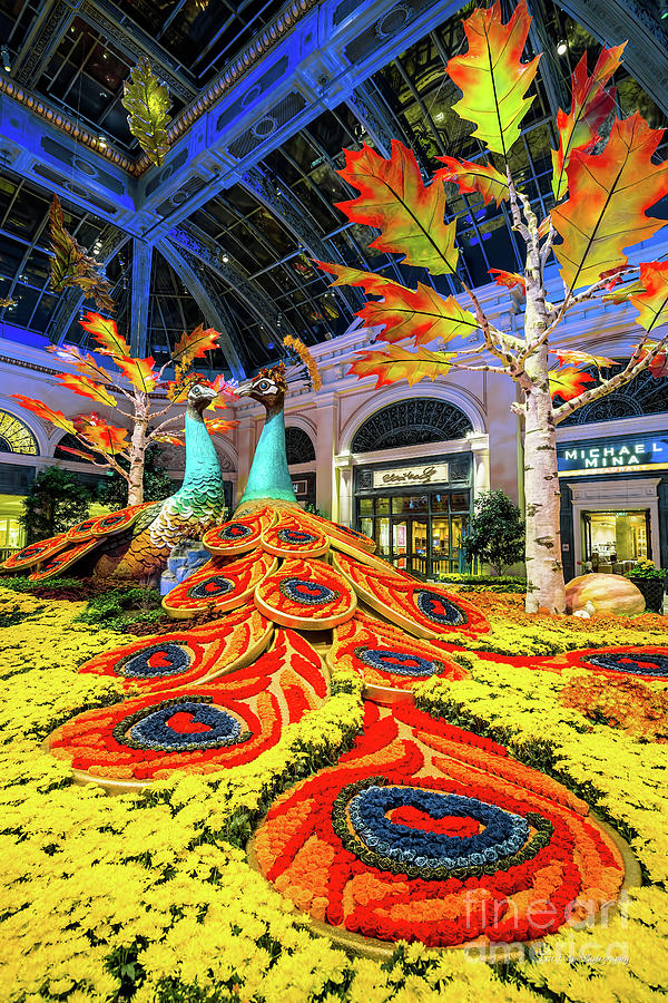 Las Vegas Photograph - Bellagio Conservatory Fall Peacock Display Side View  by Aloha Art