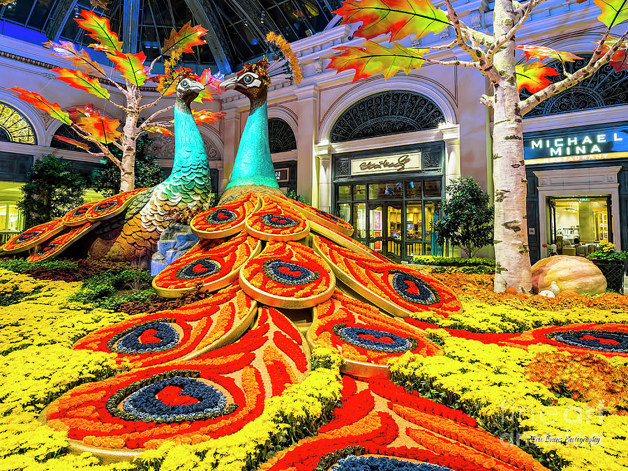 Las Vegas Photograph - Bellagio Conservatory Fall Peacock Display Side View Cropped 1 by Aloha Art