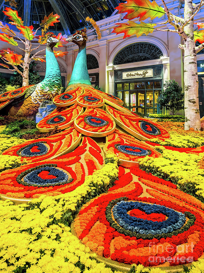 Las Vegas Photograph - Bellagio Conservatory Fall Peacock Display Side View Cropped 2 by Aloha Art