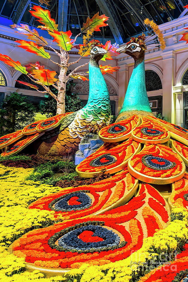 Las Vegas Photograph - Bellagio Conservatory Fall Peacock Display Side View Cropped 3 by Aloha Art