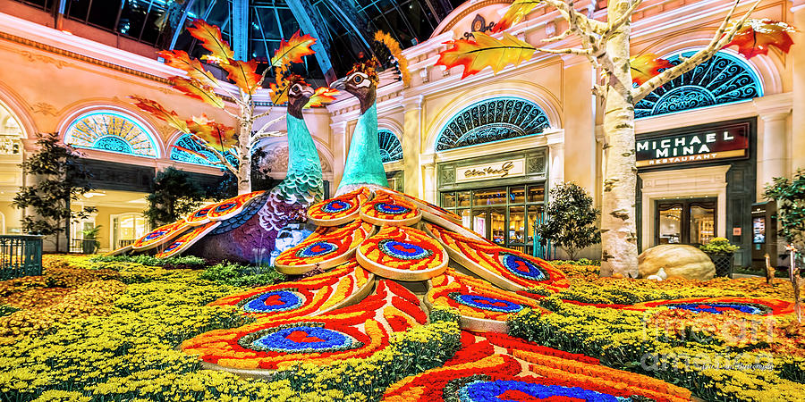 Las Vegas Photograph - Bellagio Conservatory Fall Peacock Display Side View Wide 2 to 1 Ratio by Aloha Art