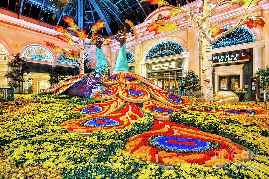 Las Vegas Photograph - Bellagio Conservatory Fall Peacock Display Side View Wide 2017 by Aloha Art
