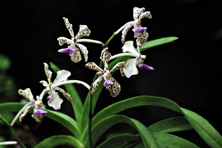 Belle Isle Orchids Photograph by Michael Peychich - Fine Art America