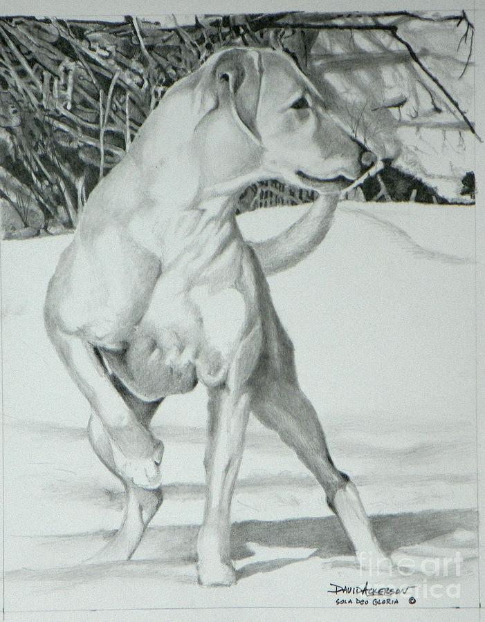 Dog Drawing - Belle the Hunter by David Ackerson