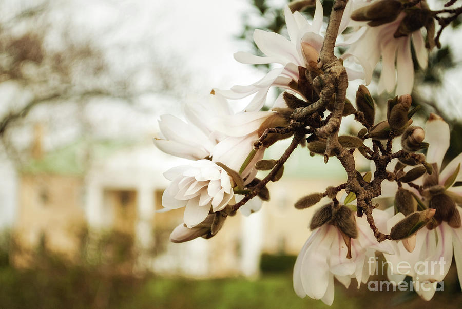 Bellevue Mansion Botanical / Nature / Floral Photograph Photograph by PIPA Fine Art - Simply Solid