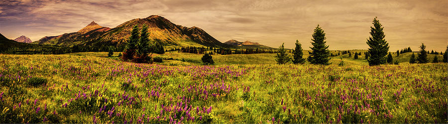 Bellevue Meadow at Waterton Lakes National Park Photograph by Roger Passman