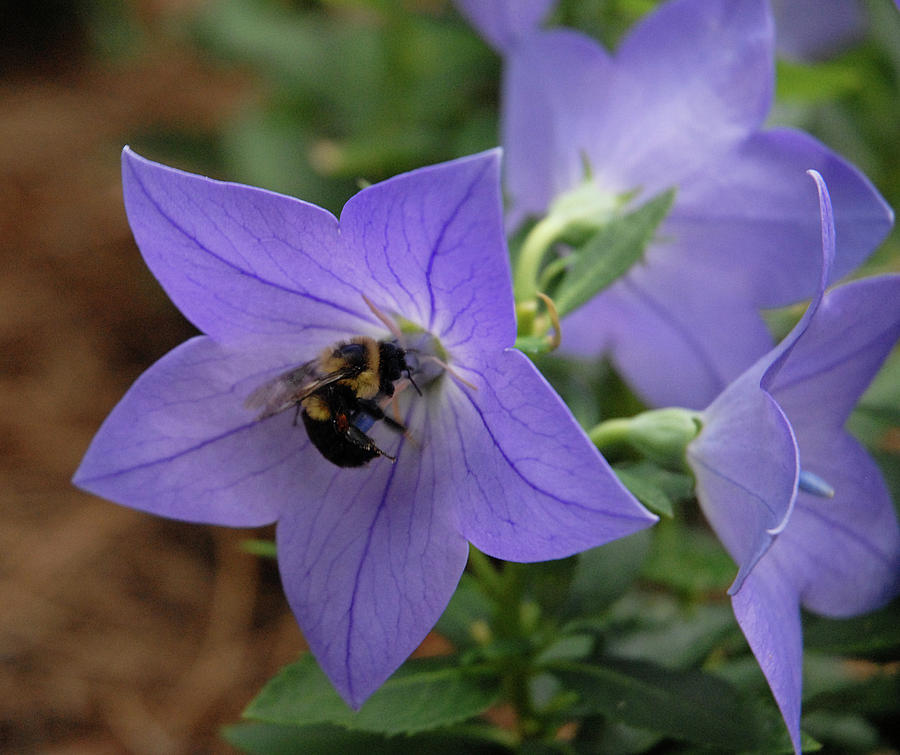 Bellflower and Bee  Photograph by Marie Hicks