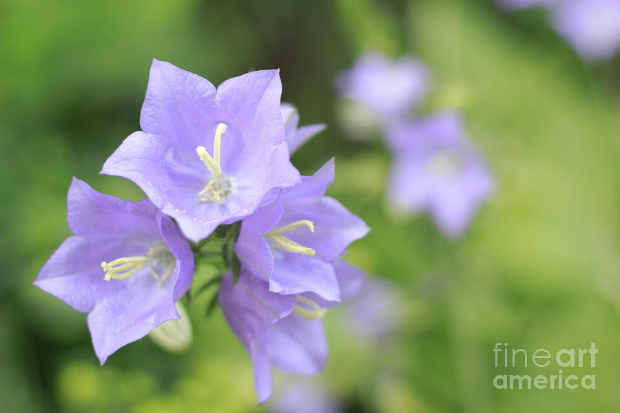 Bellflower Photograph by Charline Xia