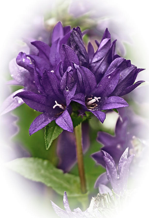 Flowers Still Life Photograph - Bellflower by Marcia Colelli