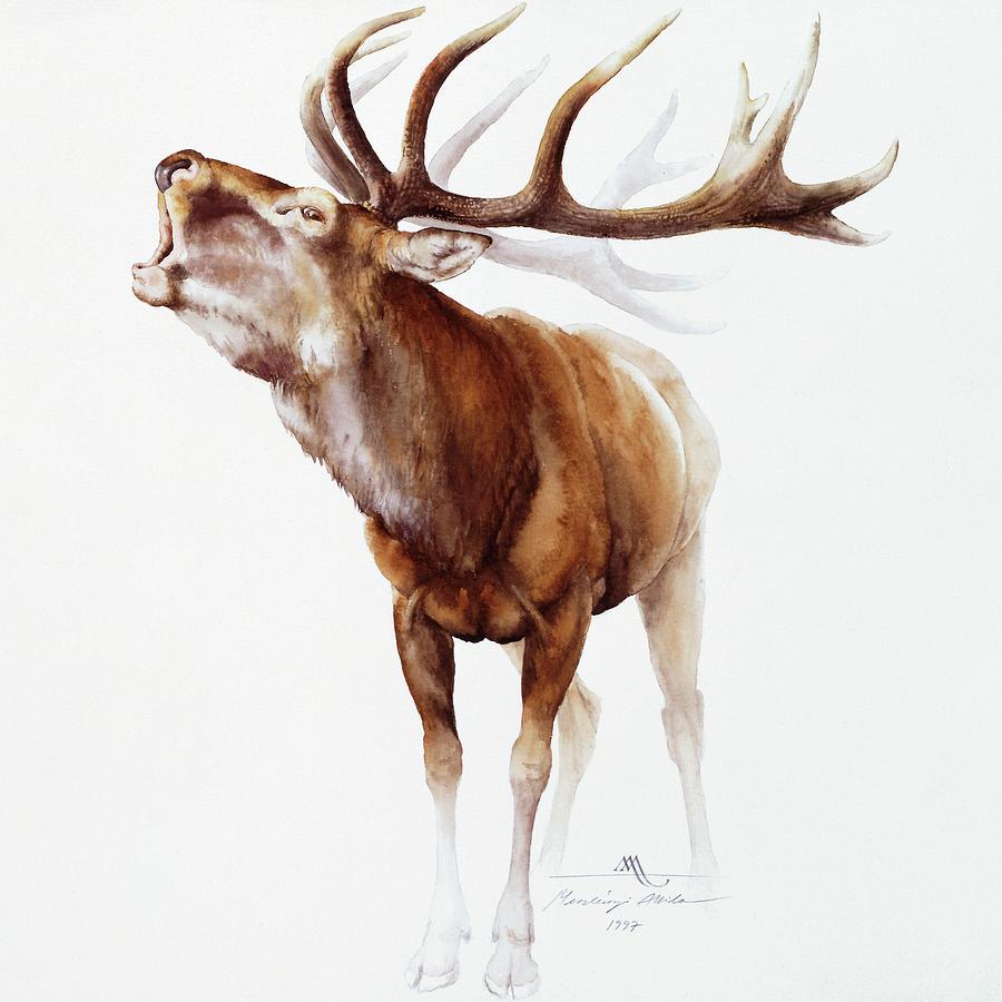 Belling Stag Watercolor Painting by Attila Meszlenyi