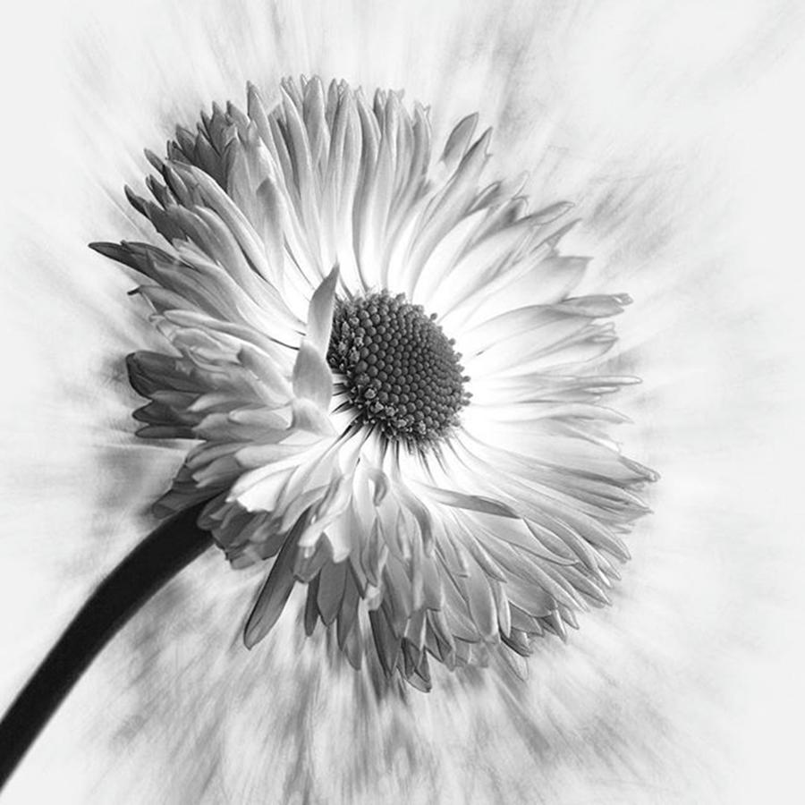 Beautiful Photograph - Bellis In Mono 
#flower #flowers by John Edwards