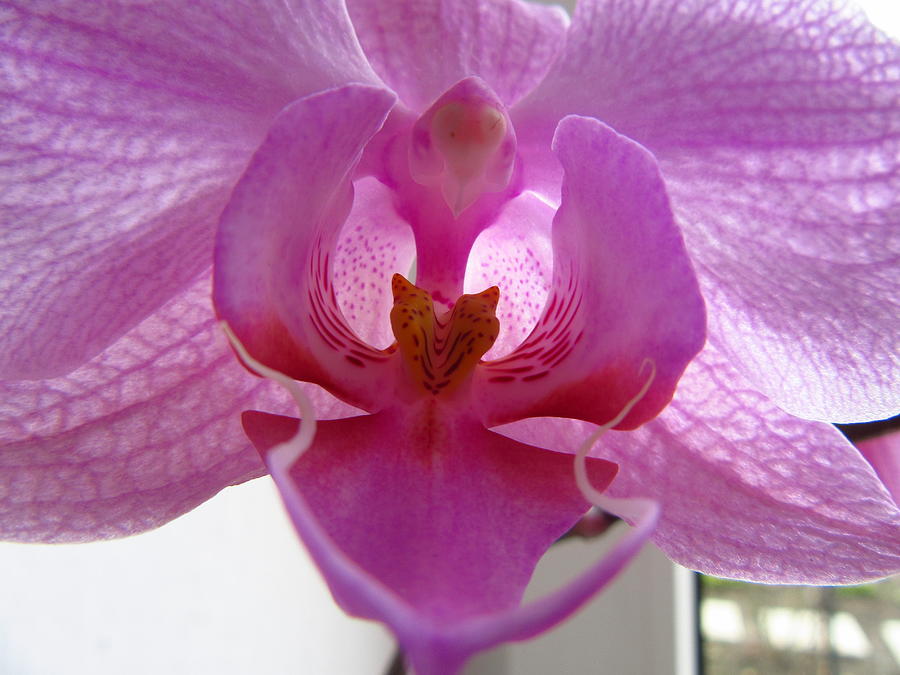 Orchid Photograph - Bellow the bllossom Orchid by Galina Todorova