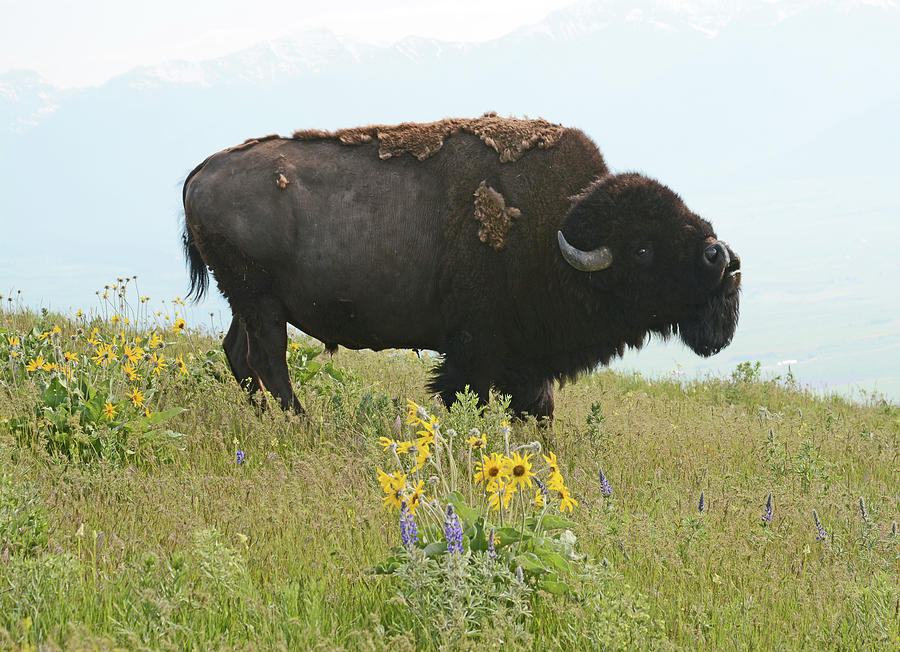Bellowing Bull Bison Photograph by Whispering Peaks Photography