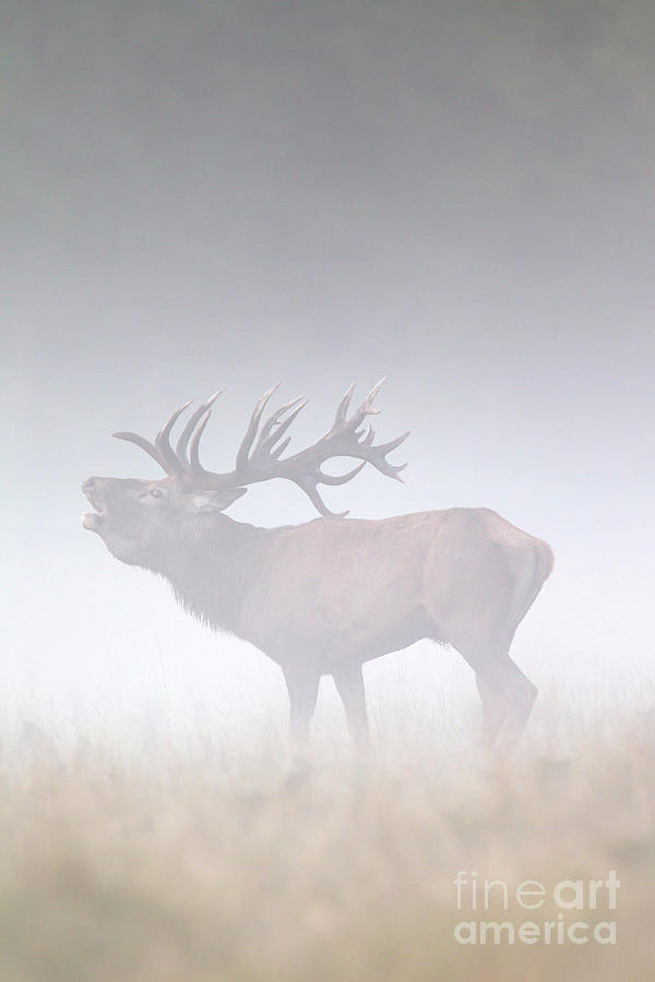 Bellowing Deer in Fog Photograph by Arterra Picture Library