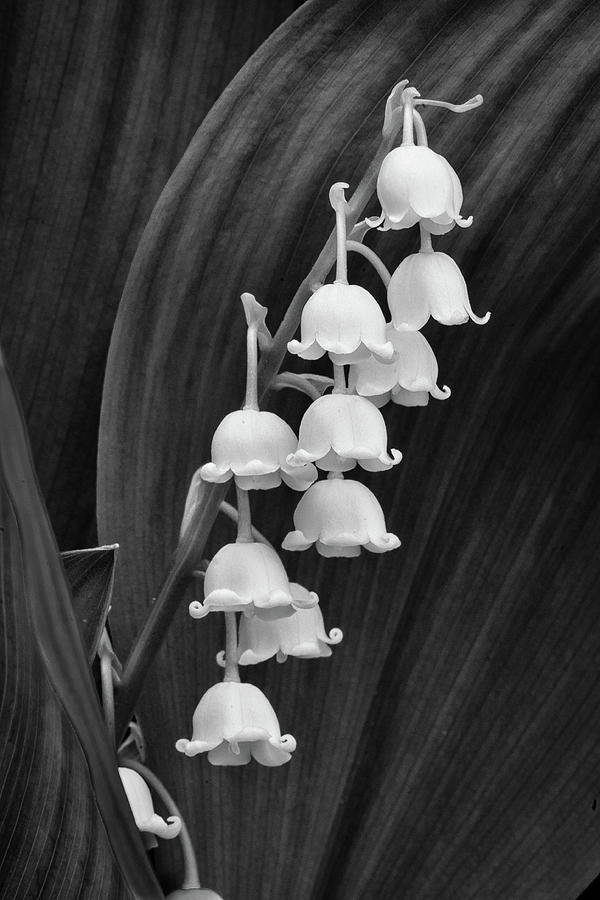 Bells Photograph by David Heilman