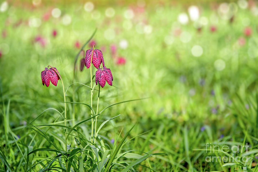 Bells of pink fritillary flowers Photograph by Delphimages Photo Creations